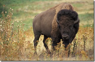 American_bison_k5680-1