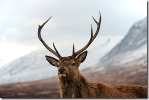 stag